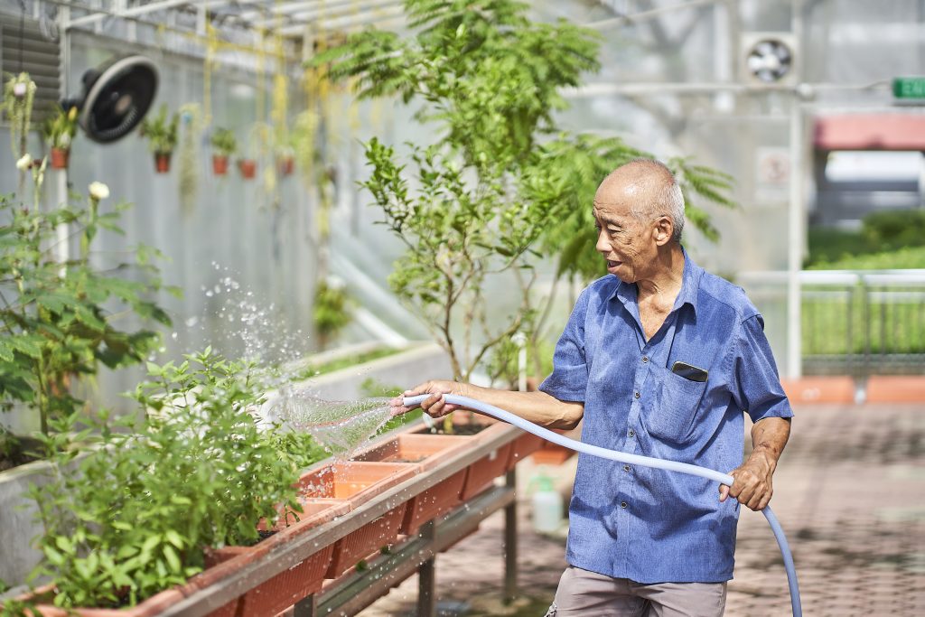 Senior watering plants at a community garden